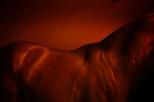 "Red horse" by Tiago Xavier