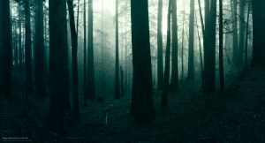 "the woods" by Simon Christen